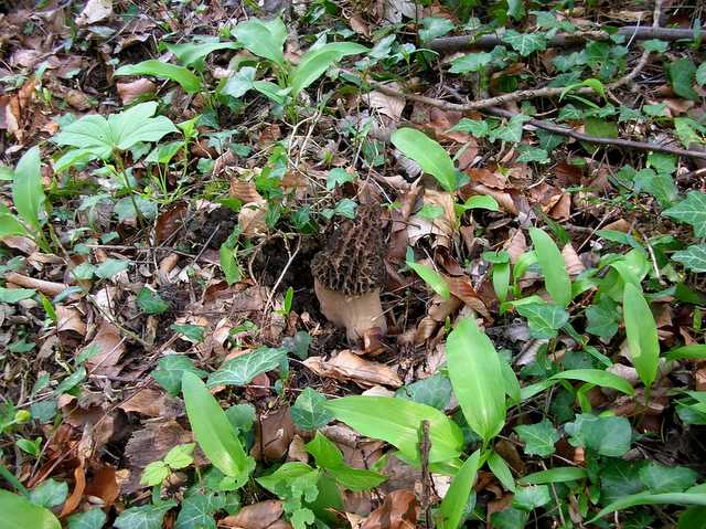2005 :  Un anno di funghi